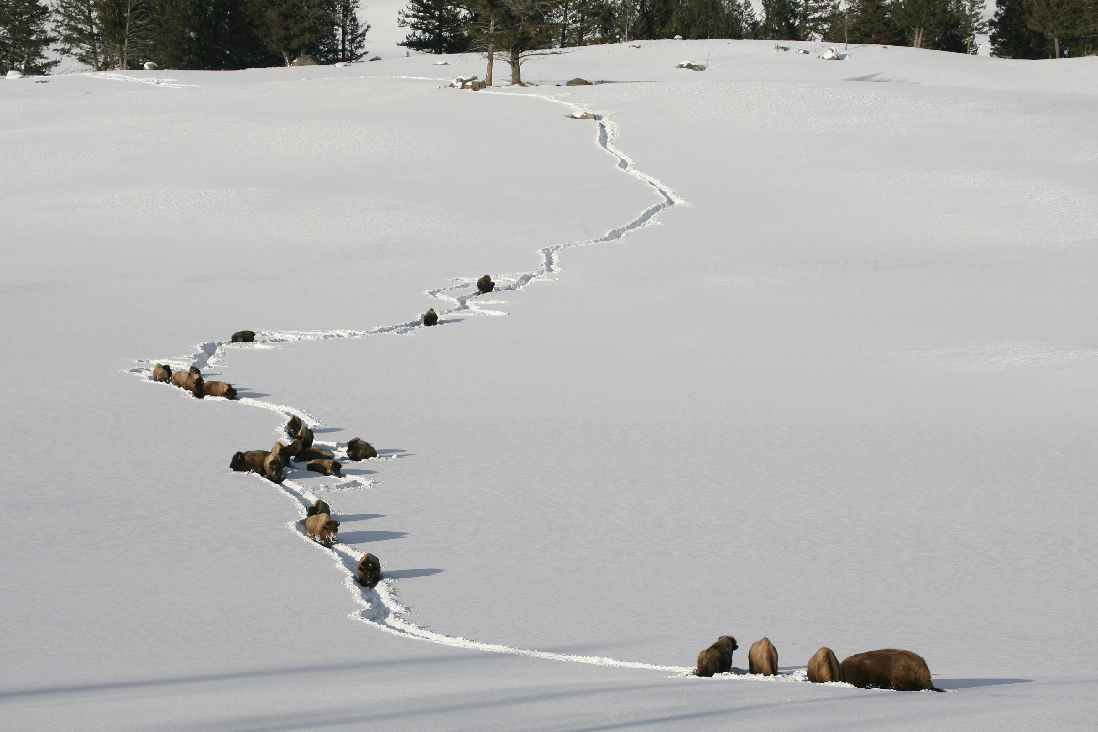 A herd of bison follows a long, winding trail through deep white snow below a tree-lined slope near Tower Junction in Yellowstone.