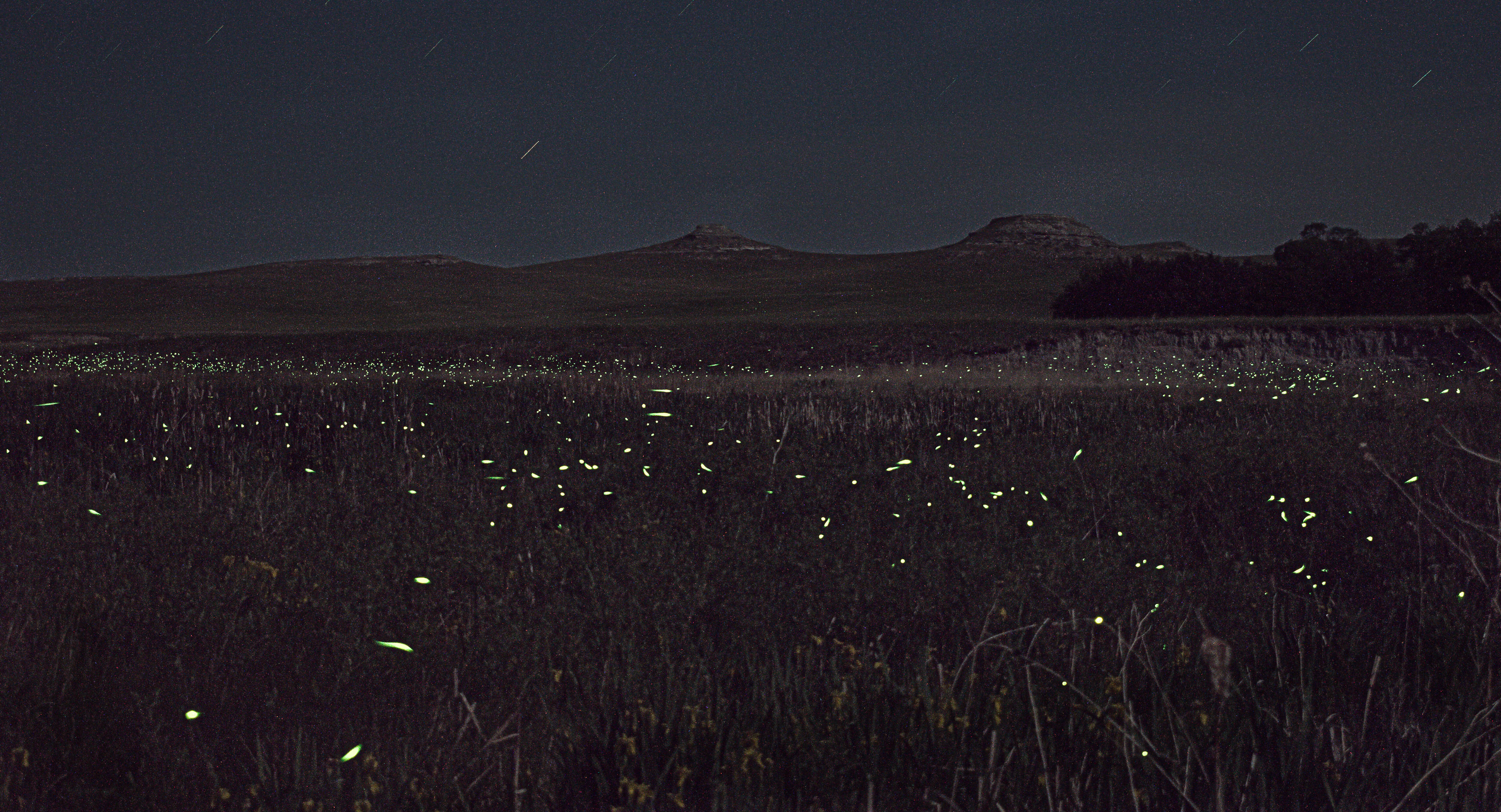 Green firefly light trails over the Niobrara River wetlands beneath a dark sky, recorded in a long exposure.