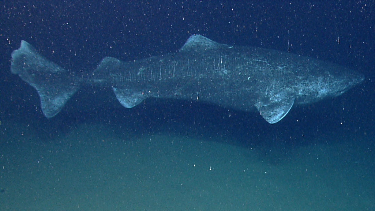 A Greenland shark seen from above in deep water.