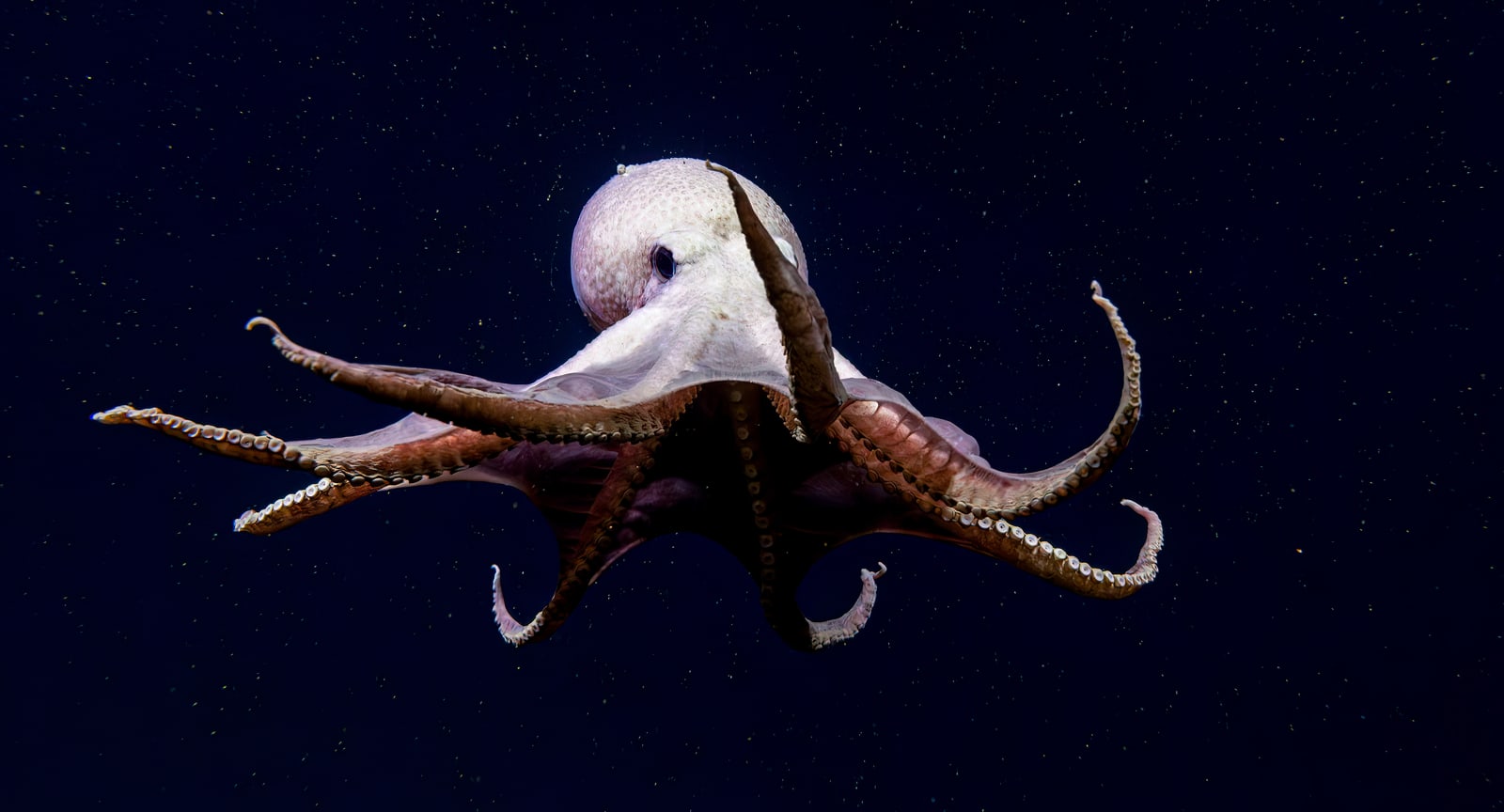 A pale deep-sea octopus with curling arms against dark blue water.