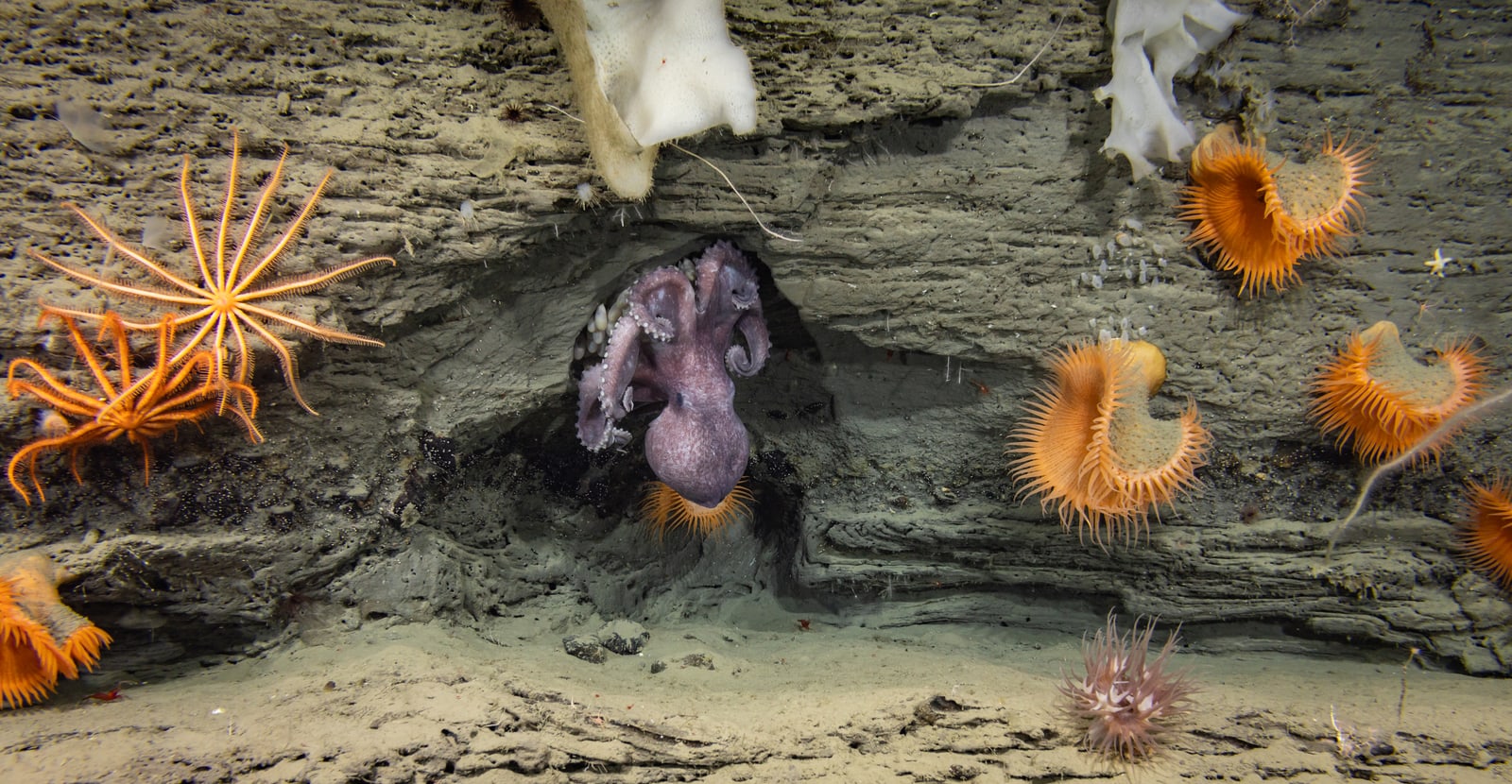 A deep-sea octopus broods eggs on a vertical rock face.