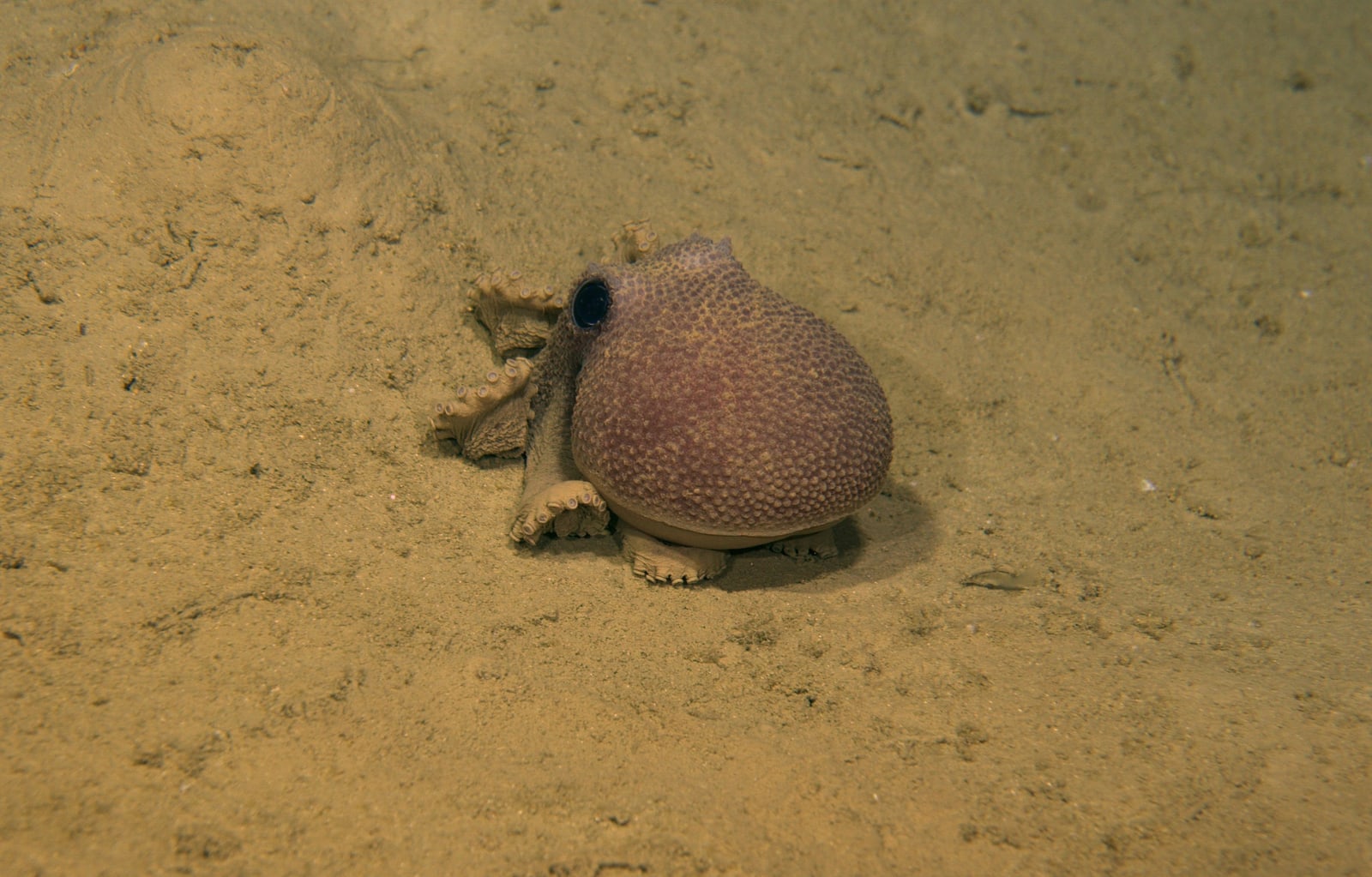 An octopus blends into the seafloor as a remotely operated vehicle approaches.