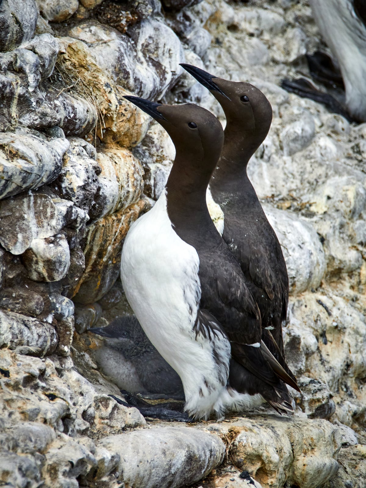 Common guillemot nesting at Fowlsheugh nature reserve in 2018; an illustrative species photograph, not the Cornwall trial.