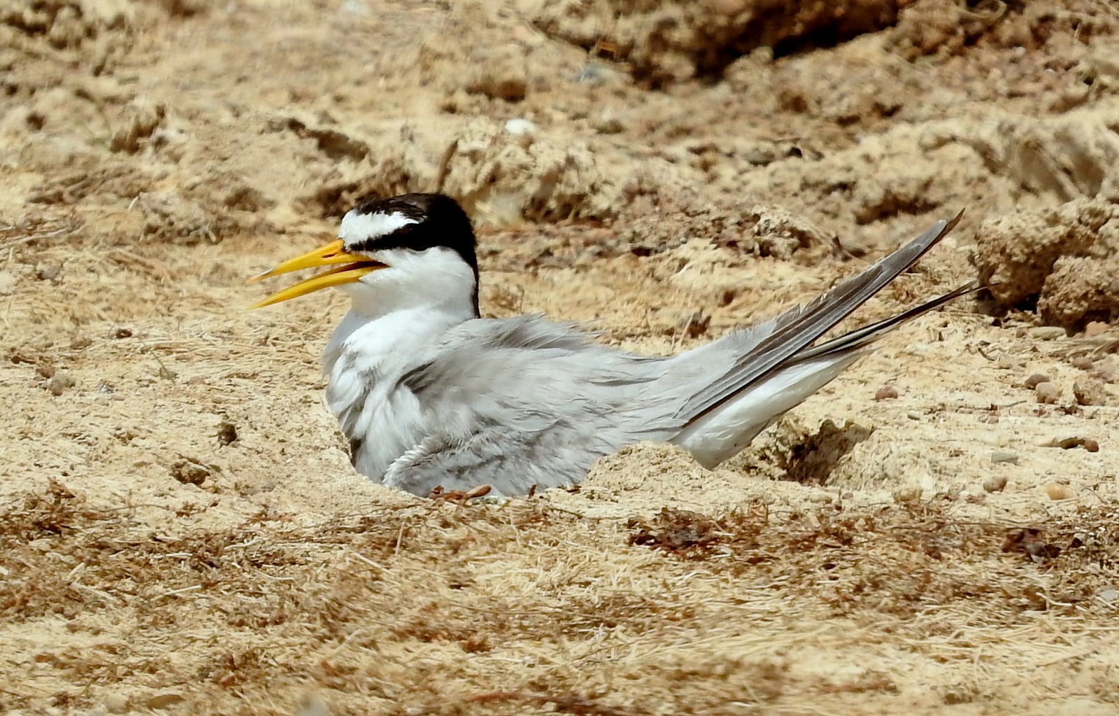 Little tern photographed at National Chambal Sanctuary, Rajasthan, in 2017; an illustrative species photograph, not Long Nanny.