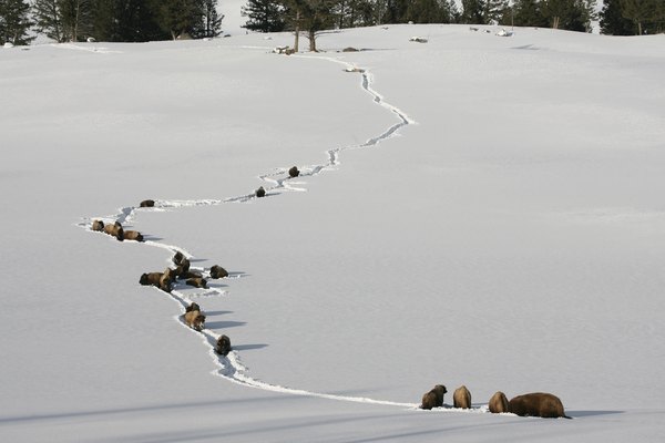 A herd of bison follows a long, winding trail through deep white snow below a tree-lined slope near Tower Junction in Yellowstone.