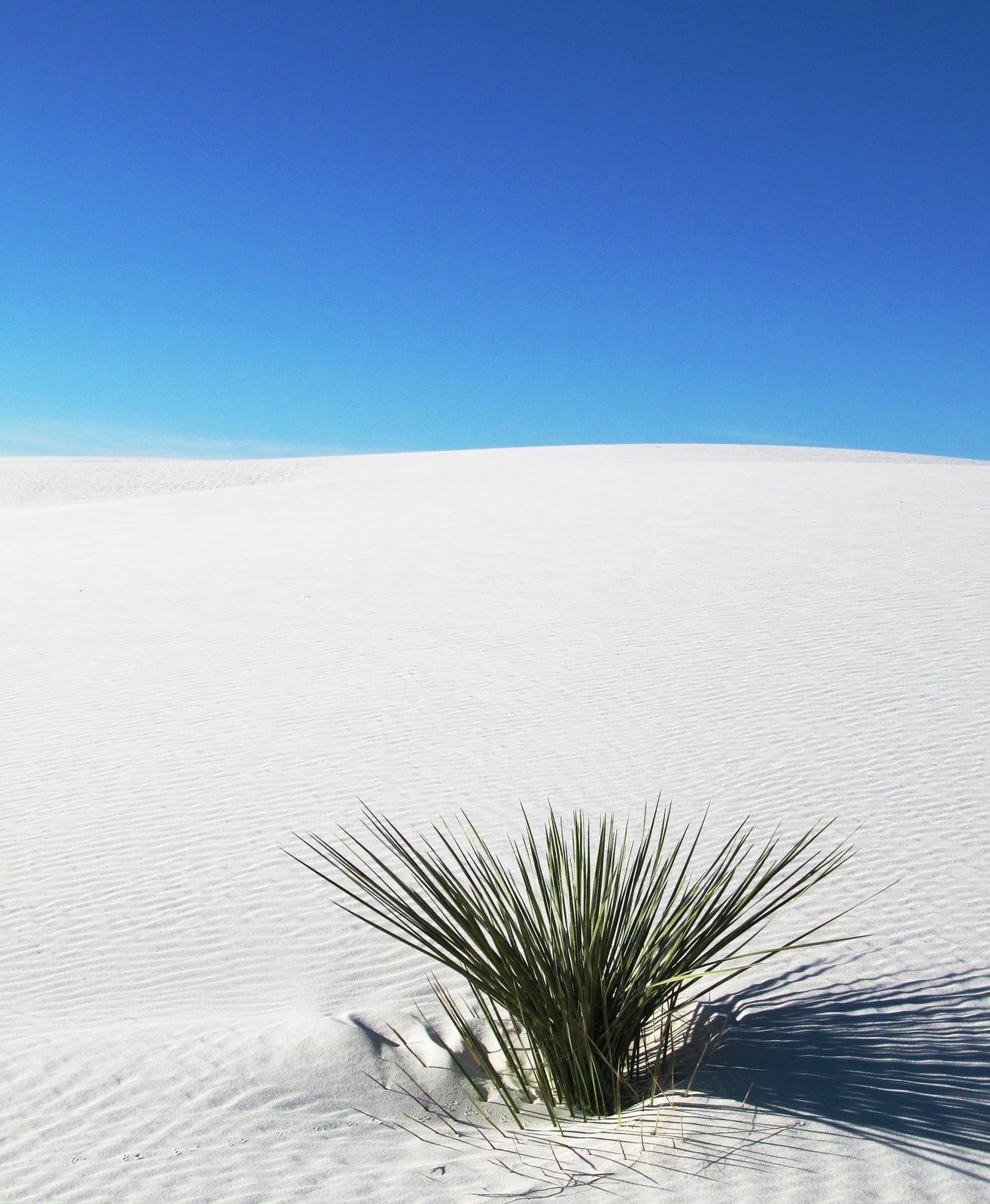The thin green leaves of a soaptree yucca poke out and grow on the top of a sand dune.